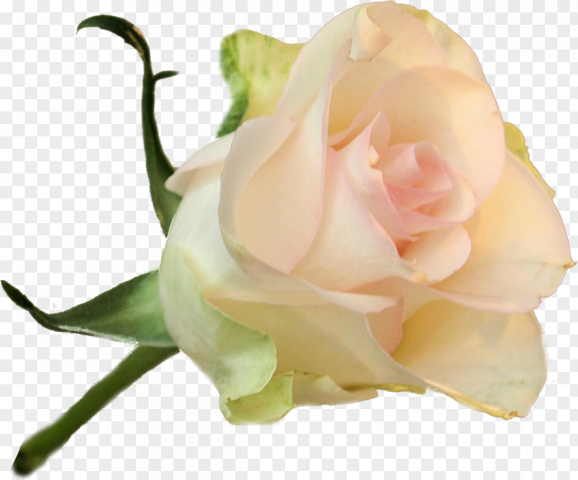 White Rose Garden Roses Centifolia Flower Rosaceae Floribunda PNG