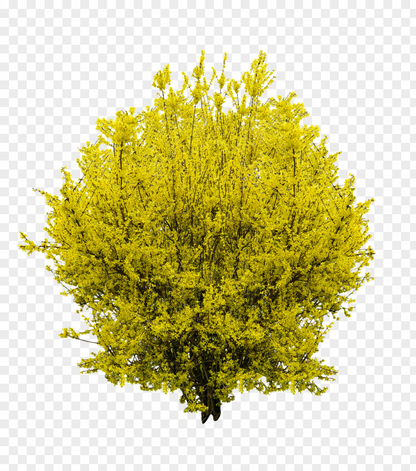 Bushes Shrub Forsythia Tree Download PNG