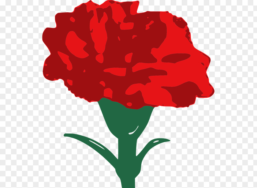 Carnation Clip Art PNG