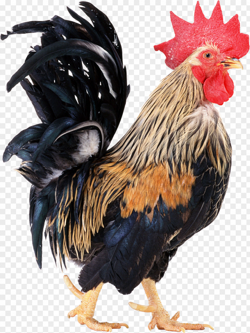 Cock Chicken Rooster Icon PNG