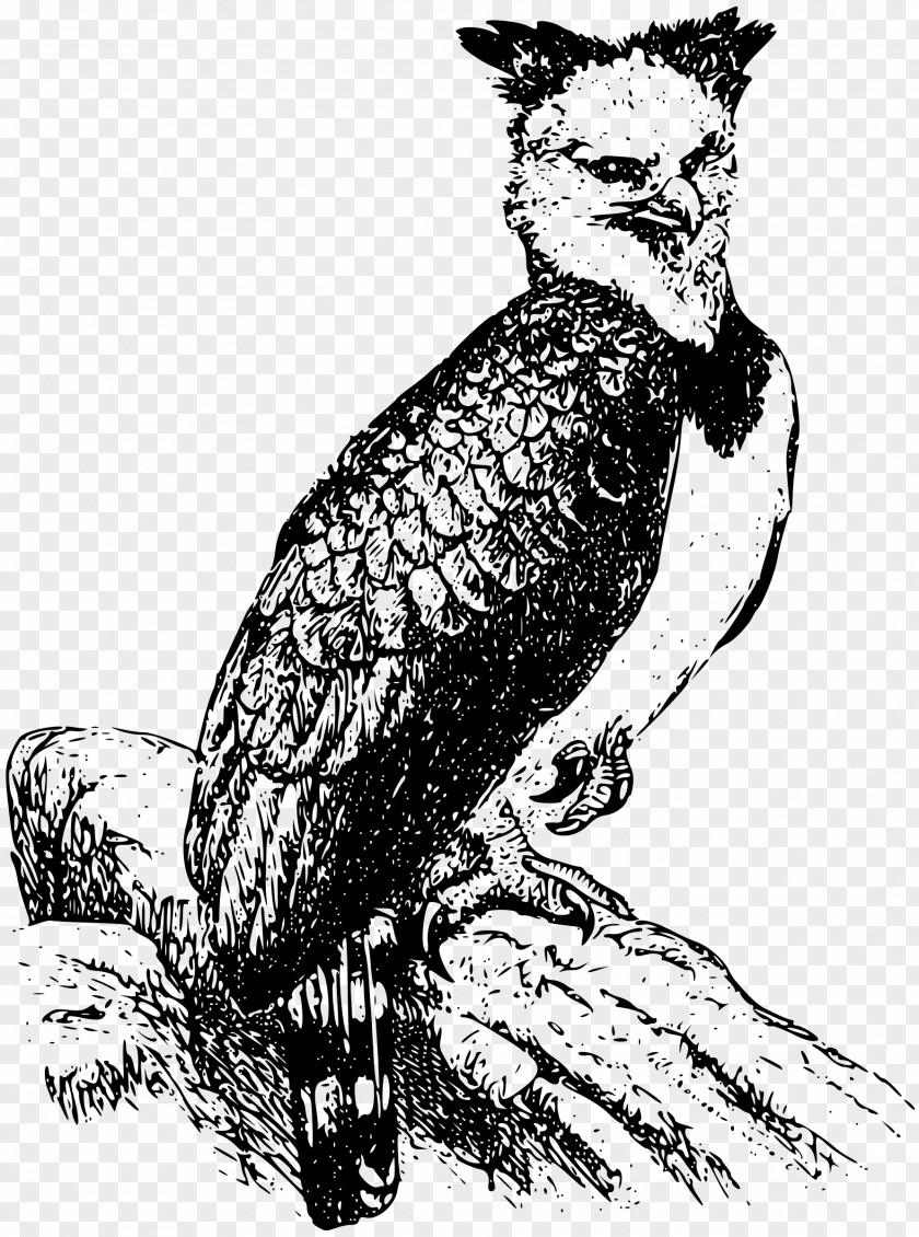 Eagle Bald Harpy Clip Art PNG