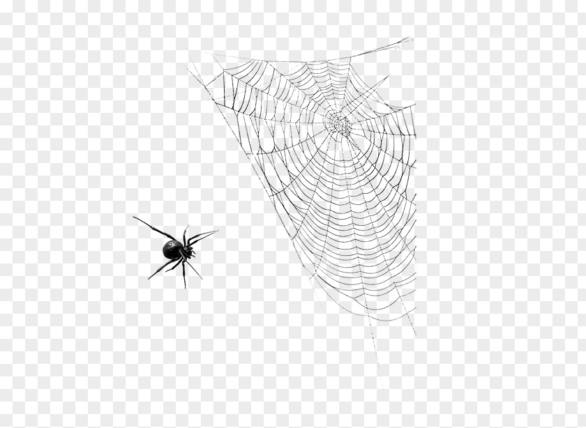 Halloween Spider And Cobweb Web Insect PNG