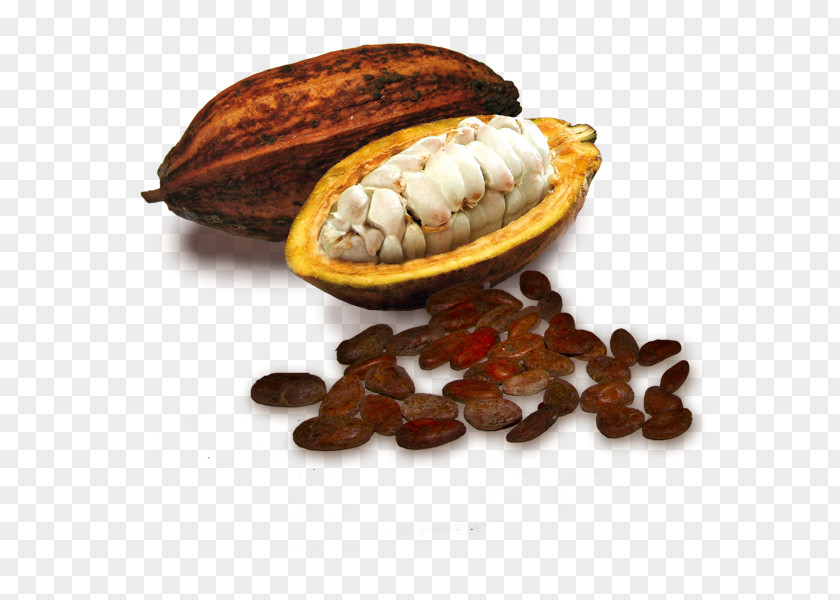 Chocolate Cocoa Bean White Theobroma Cacao PNG