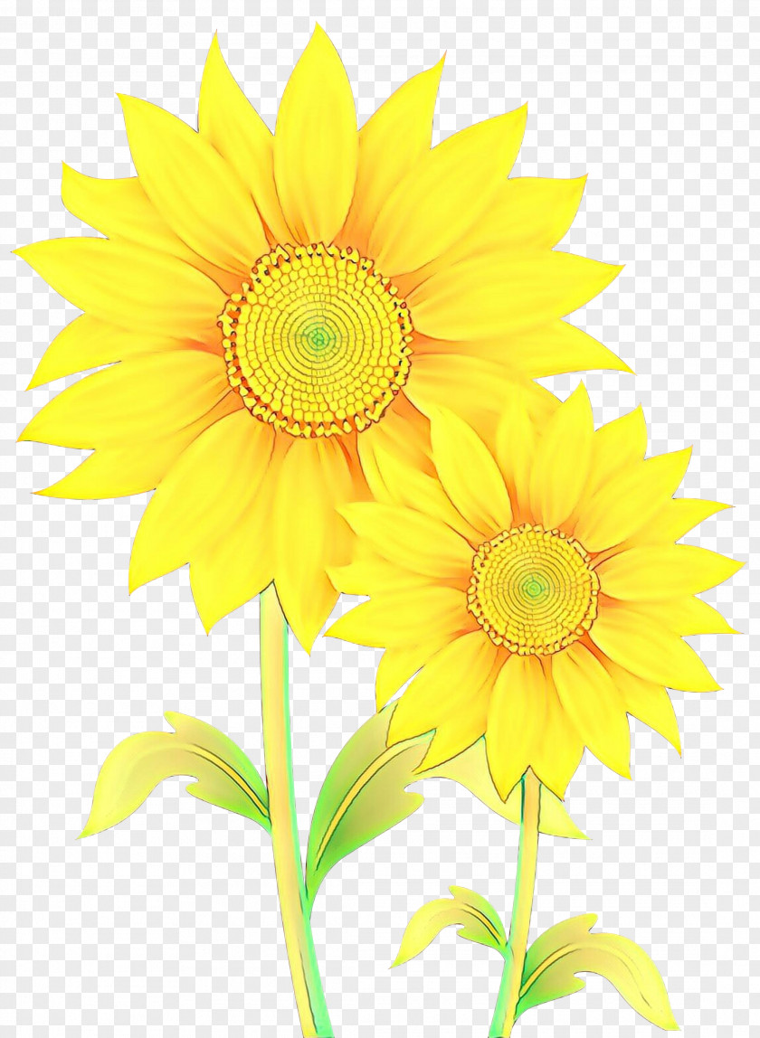 Common Sunflower Transvaal Daisy Chrysanthemum Cut Flowers Floral Design PNG