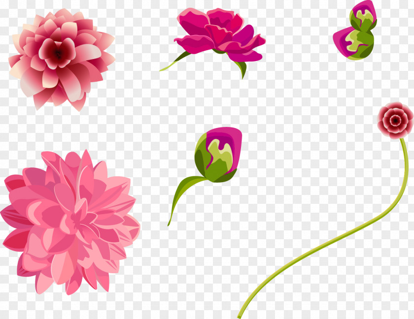 Flowers Of Different States Flower Euclidean Vector Adobe Illustrator PNG
