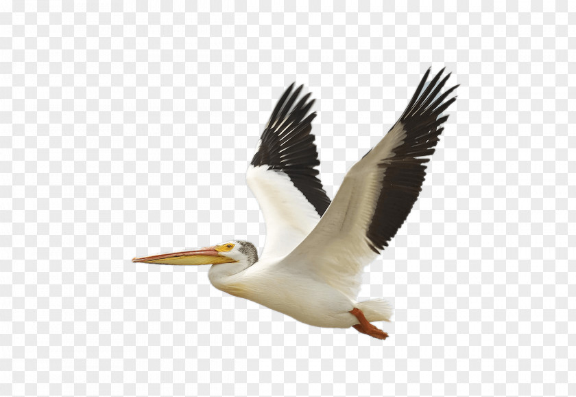 Flying Bird The Birds Of America American White Pelican Brown National Audubon Society PNG