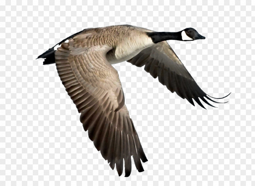 Goose Canada Bird Duck PNG