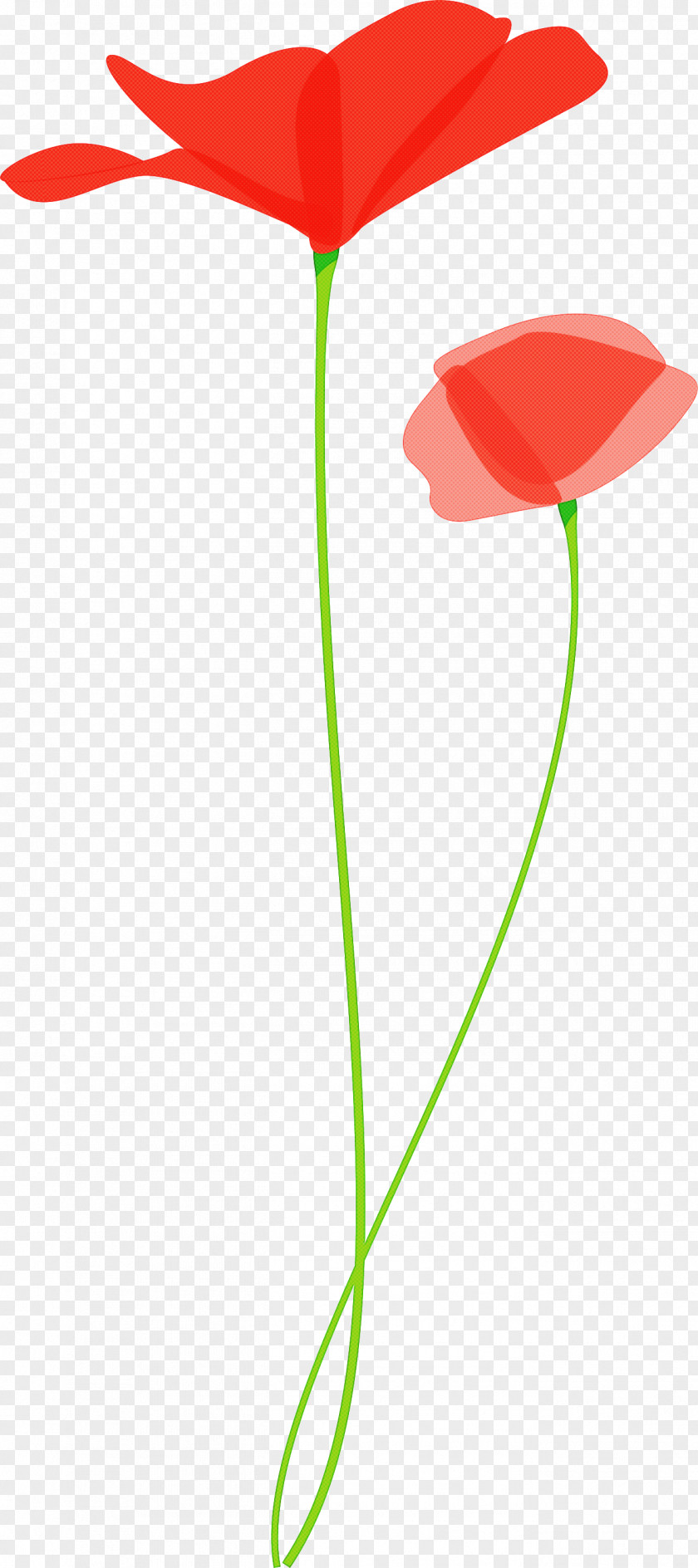 Poppy Flower PNG