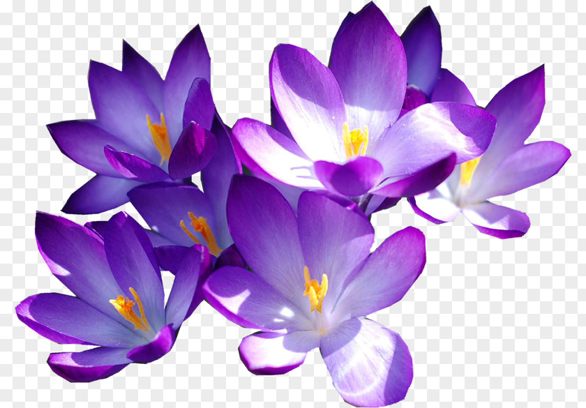 Purple Crocus China National Pharmaceutical Group Xinjiang Medicines Co., Ltd. Violet Color PNG