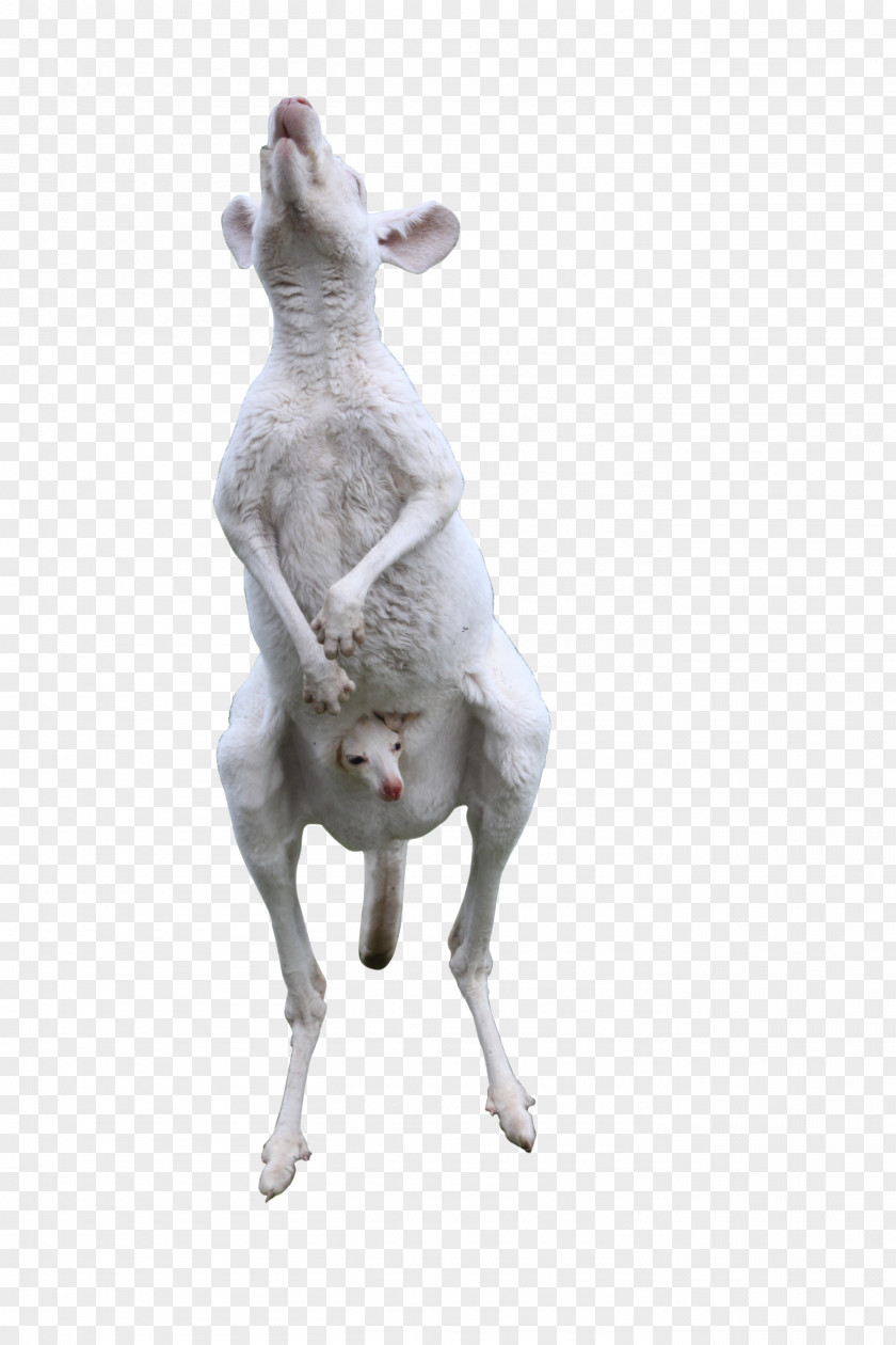 White Kangaroo Mother To Eat Italian Greyhound PNG