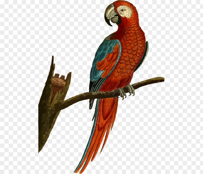 A Parrot Standing On Tree Branch Cockatiel Budgerigar Bird Macaw PNG