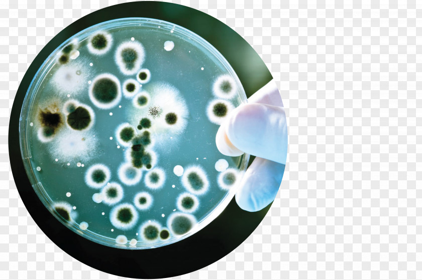 Antimicrobial Resistance Bacteria Biology MRSA Super Bug Assure Diagnostic Center PNG