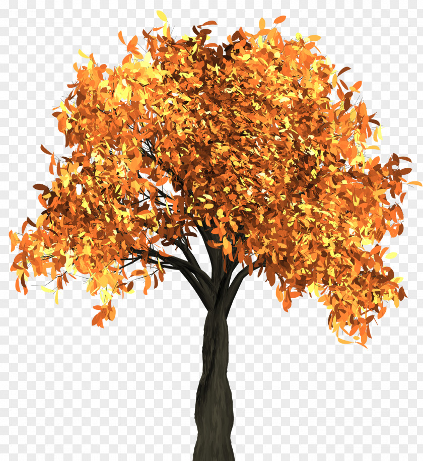 Autumn Tree Leaf Color PNG