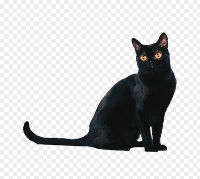 Black Cat Bombay American Shorthair British Persian Burmese PNG