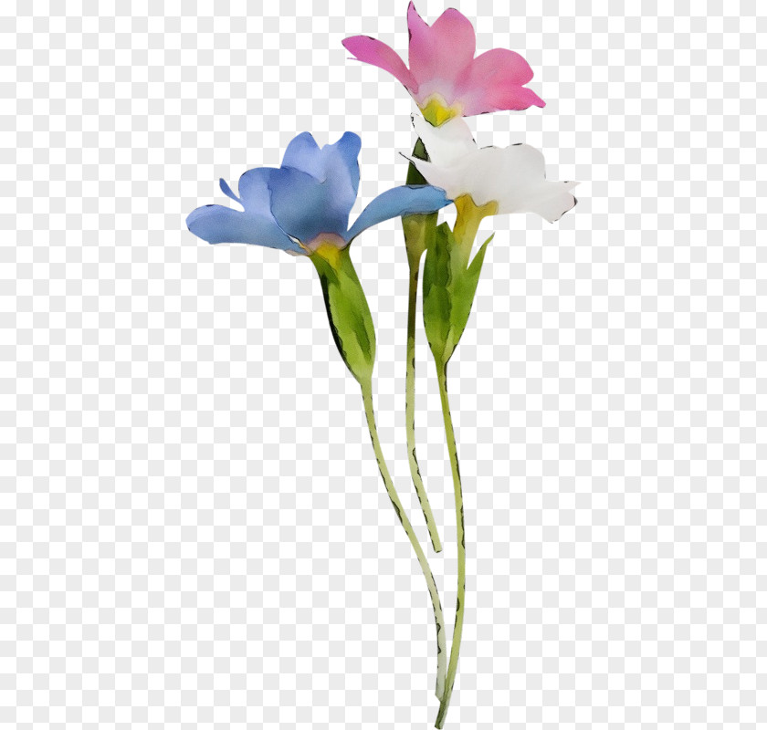 Floral Design PNG