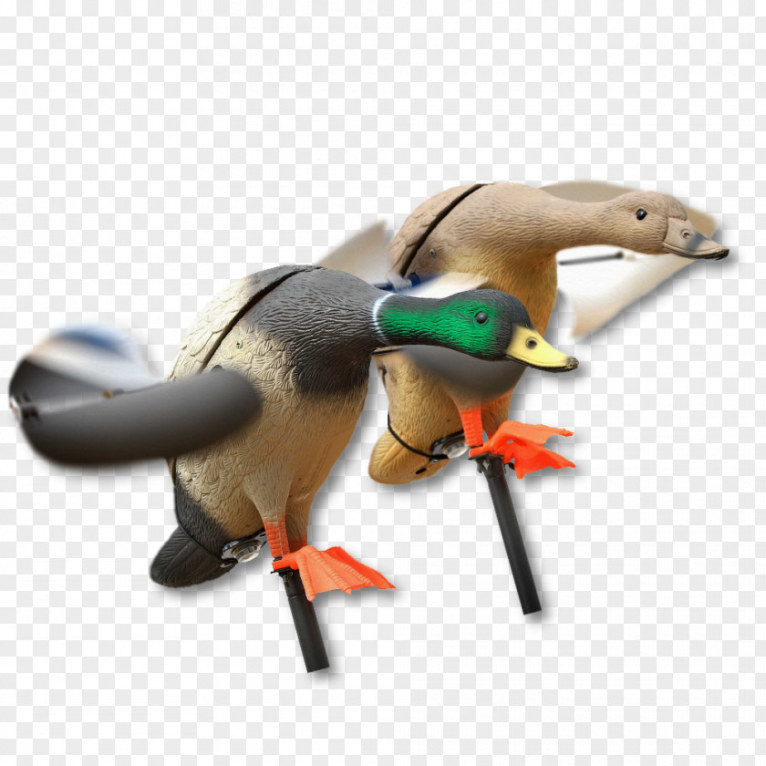 Duck Decoy Mallard Hunting PNG