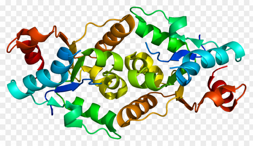 Interleukin-1 Family IL1RAPL1 Interleukin 1 Receptor, Type I Receptor PNG