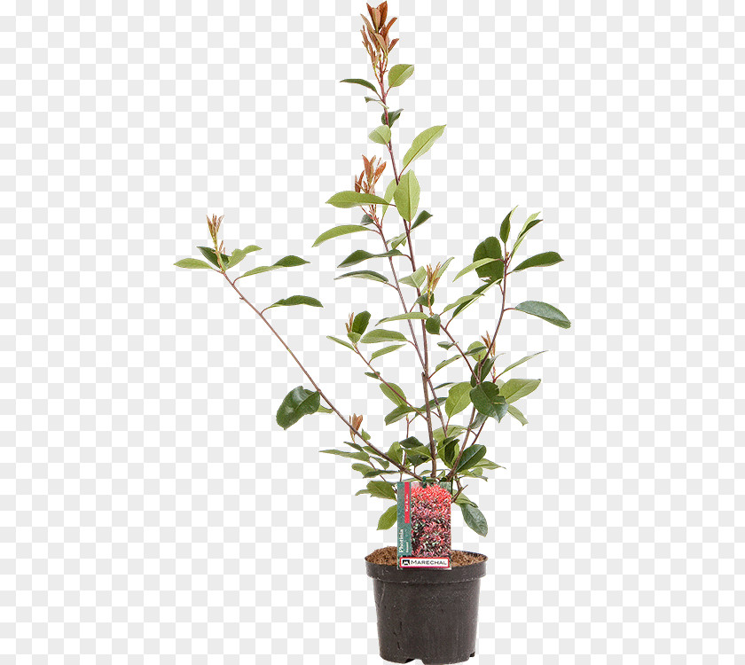 Red Tip Photinia Branch Fotolia Shrub Royalty-free PNG