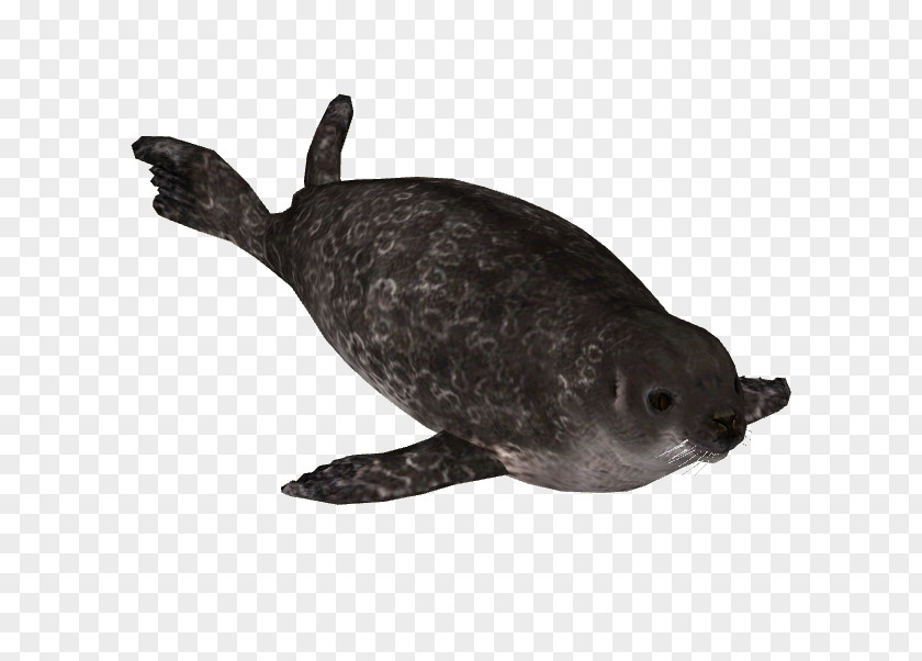 Sealanimal Harbor Seal Sea Turtle Pinniped Terrestrial Animal PNG