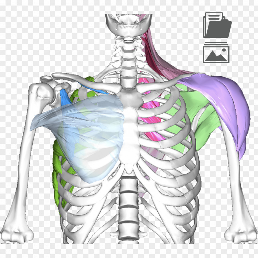 Skeleton Shoulder Girdle Hip Muscle Bone PNG