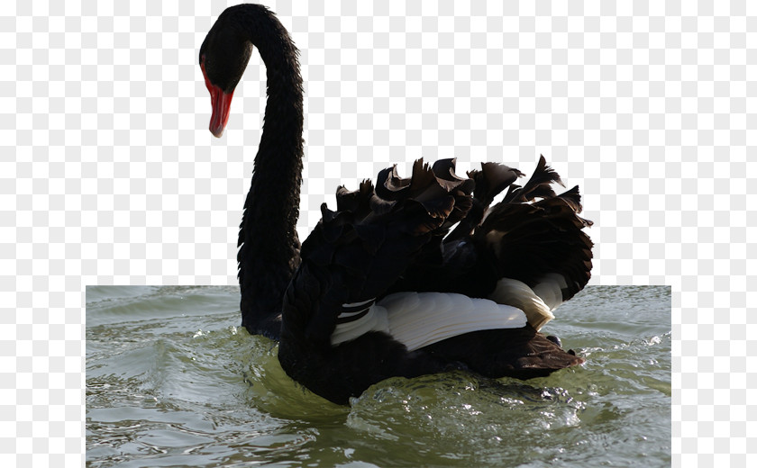 Swan Black Duck Bird Goose Clip Art PNG