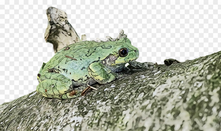 Toad True Frog Tree Frogs Science PNG
