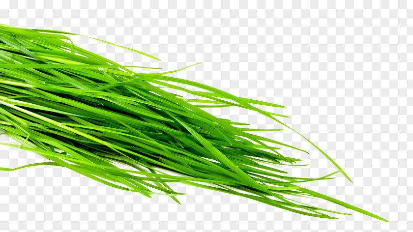 Wheatgrass Common Wheat Leaf Vegetable Herb Sodium Bicarbonate PNG