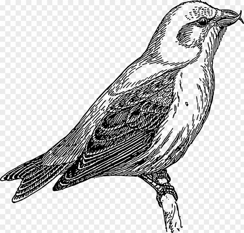 Bird Cuckoos Common Cuckoo Oriental Clip Art PNG