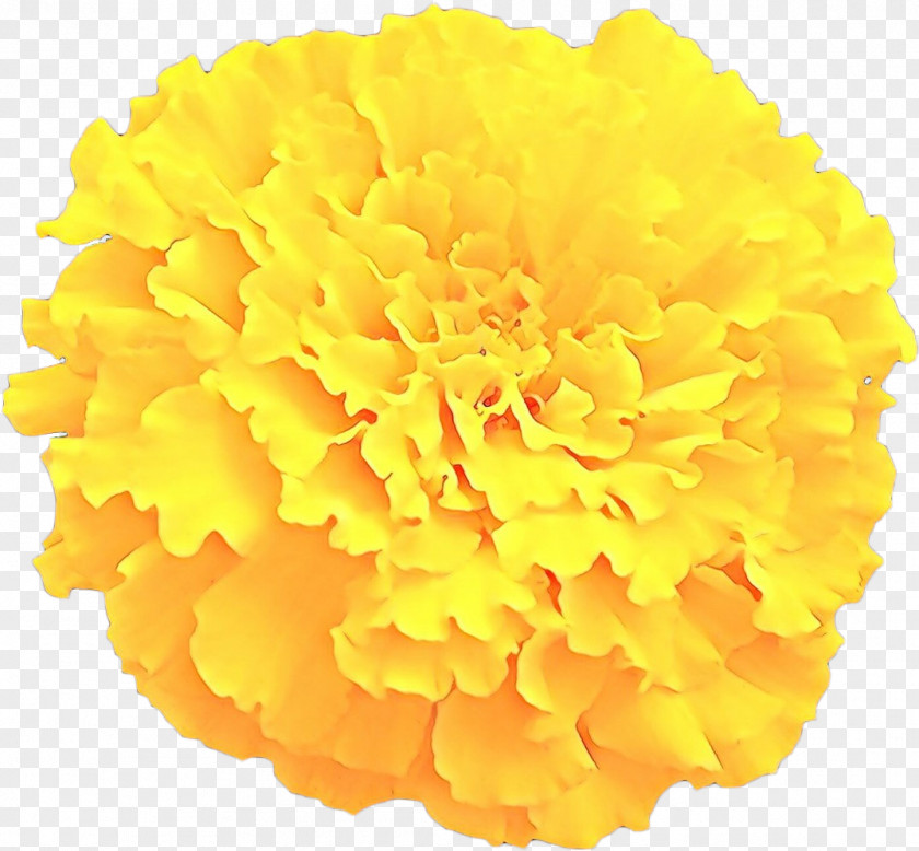 Chrysanths Cut Flowers Background PNG
