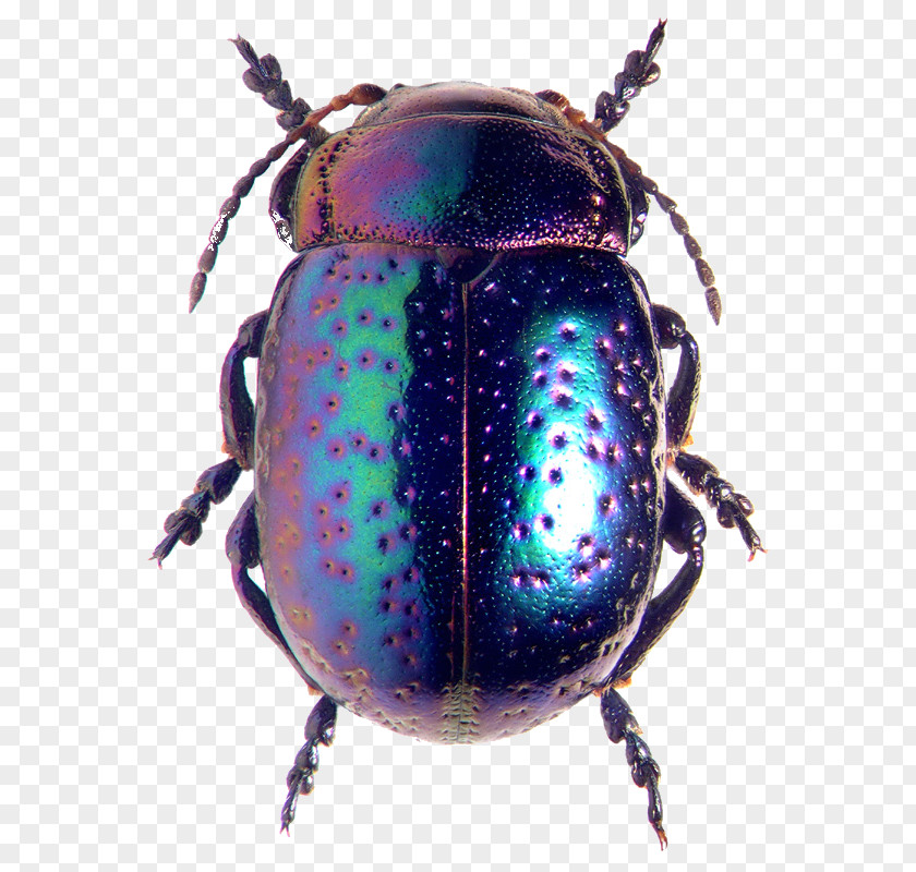 Leaf Beetle Beetles Chrysolina Fastuosa Clip Art Darkling PNG