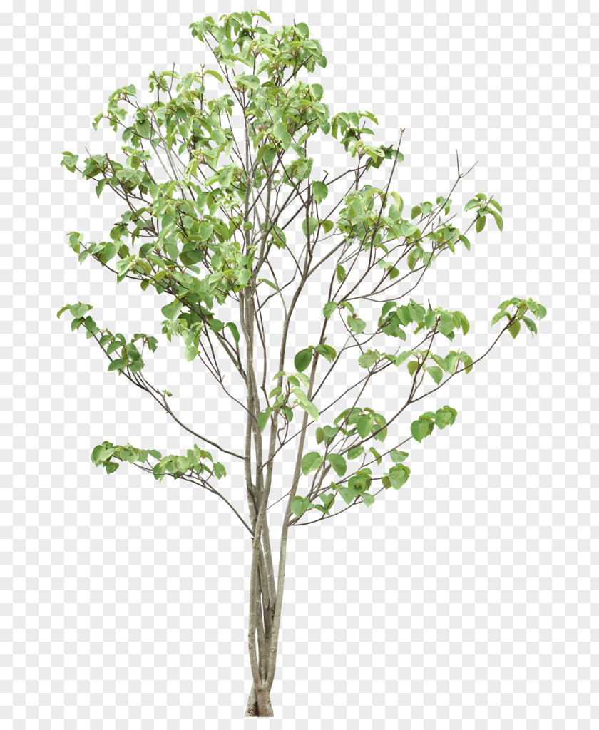 Trees Tree PNG