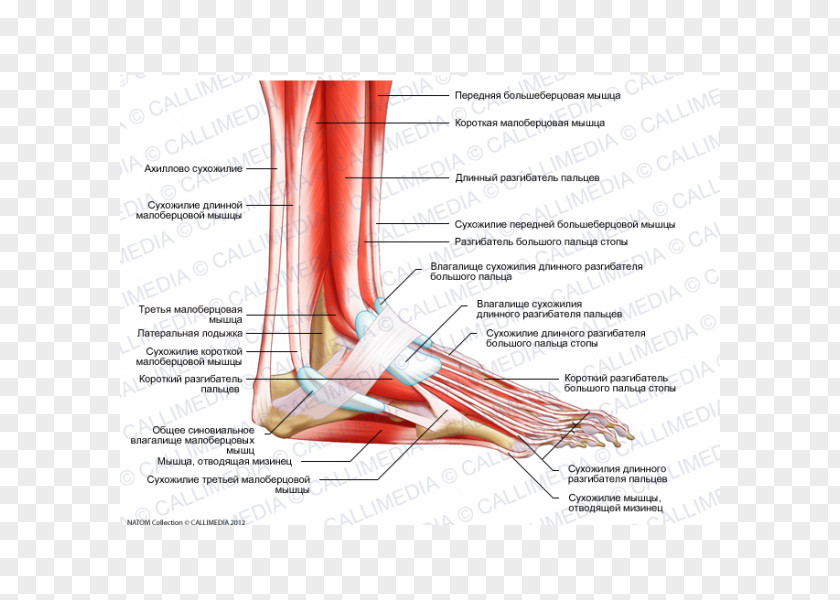 Anatomy Muscle Nerve Extensor Digitorum Longus Foot Hallucis PNG
