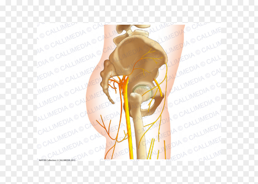 Nerve Human Anatomy Hip Pelvis PNG