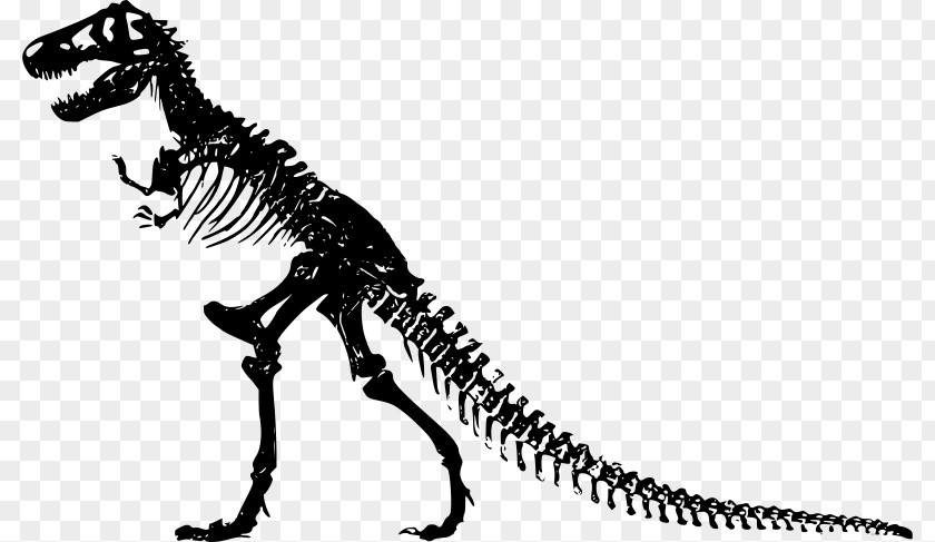 Suchomimus Dinosaur Tyrannosaurus Clip Art Skeleton Free Content PNG