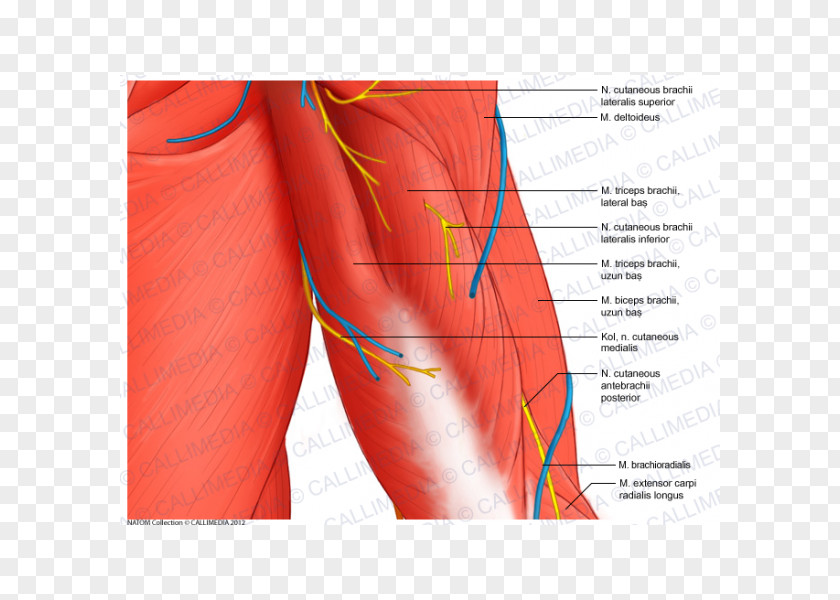 Arm Shoulder Muscle Anatomy Coronal Plane PNG