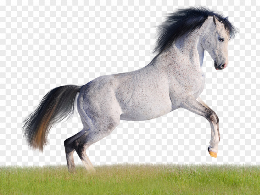 Horse Mustang American Quarter Arabian Andalusian Desktop Wallpaper PNG