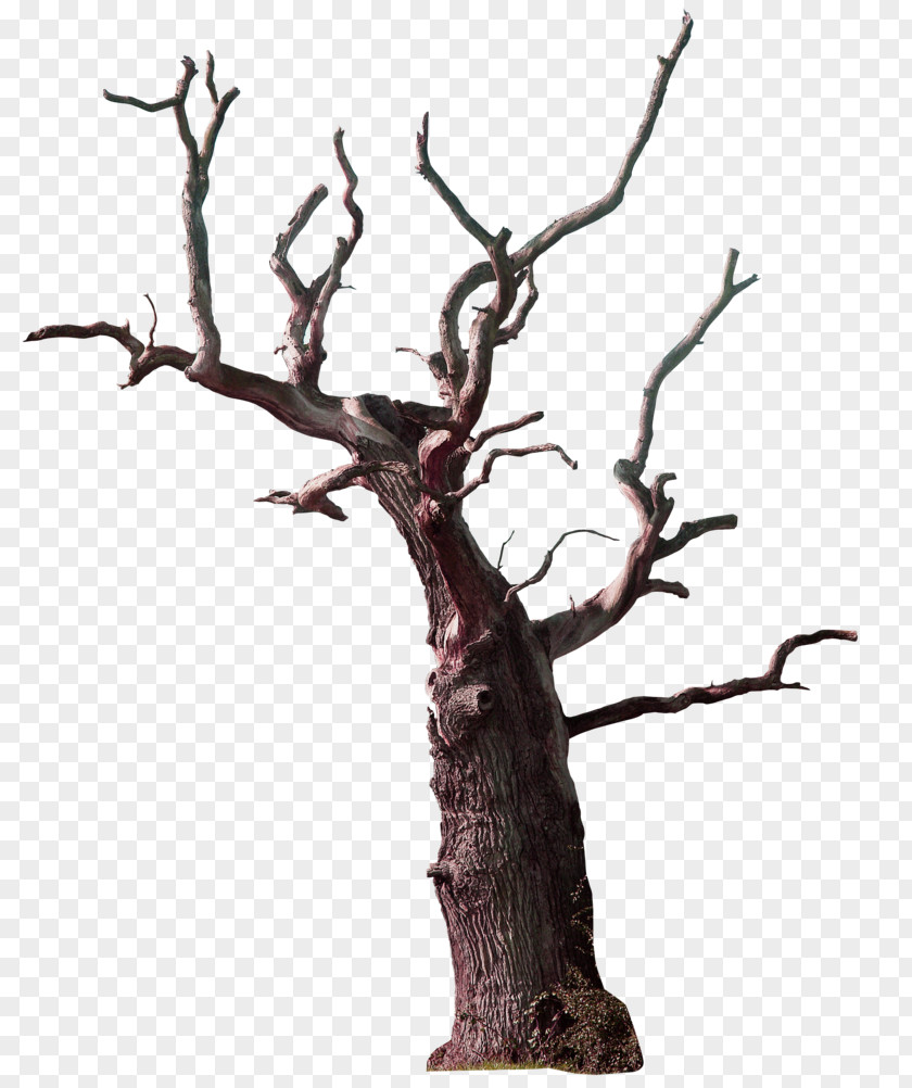Old Tree Decoration Pattern Branch Snag PNG