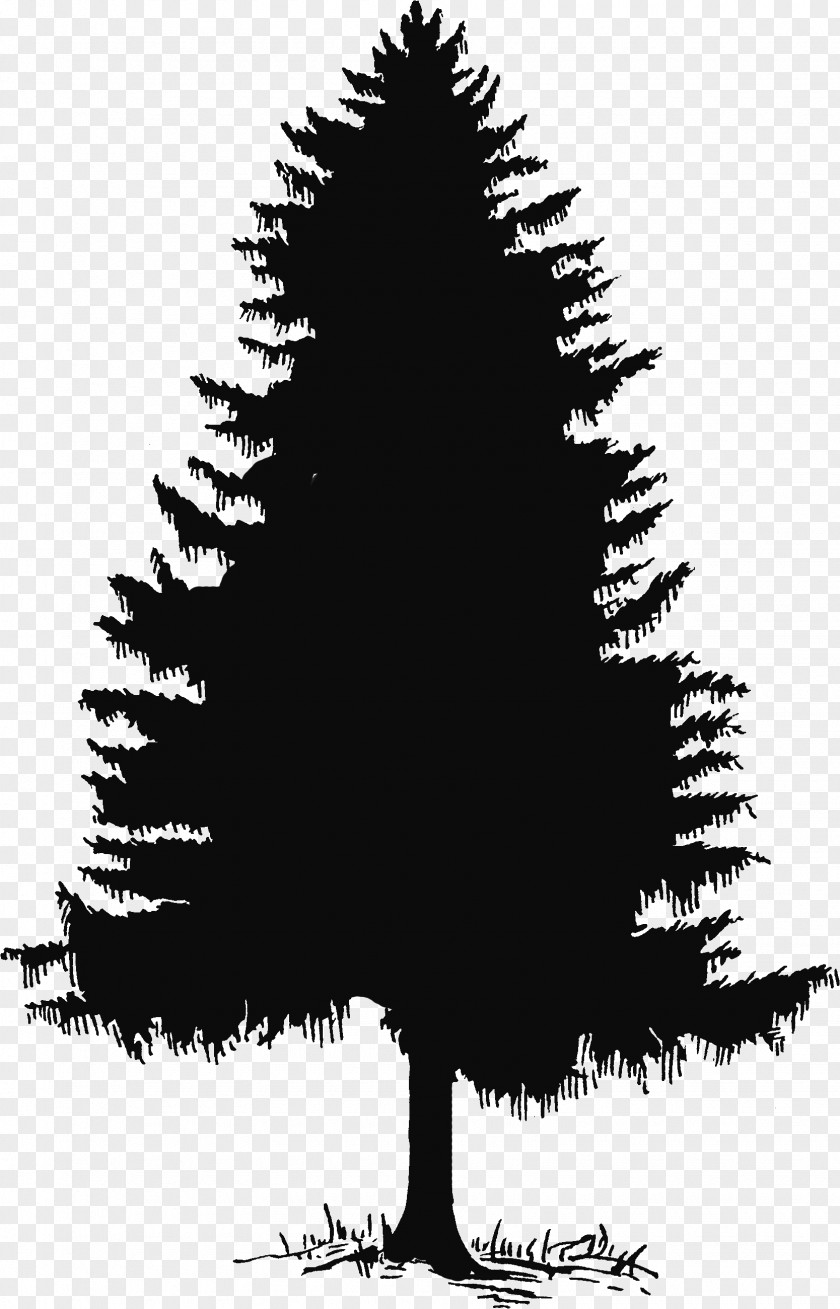 Cedar Tree Cliparts Evergreen Pine Silhouette Clip Art PNG