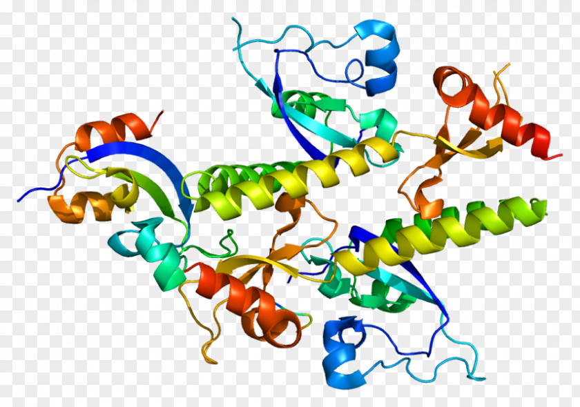 CHD1 Chromodomain Protein Helicase Gene PNG