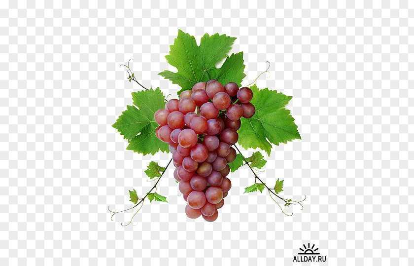Grape Common Vine Wine Food Fruit PNG