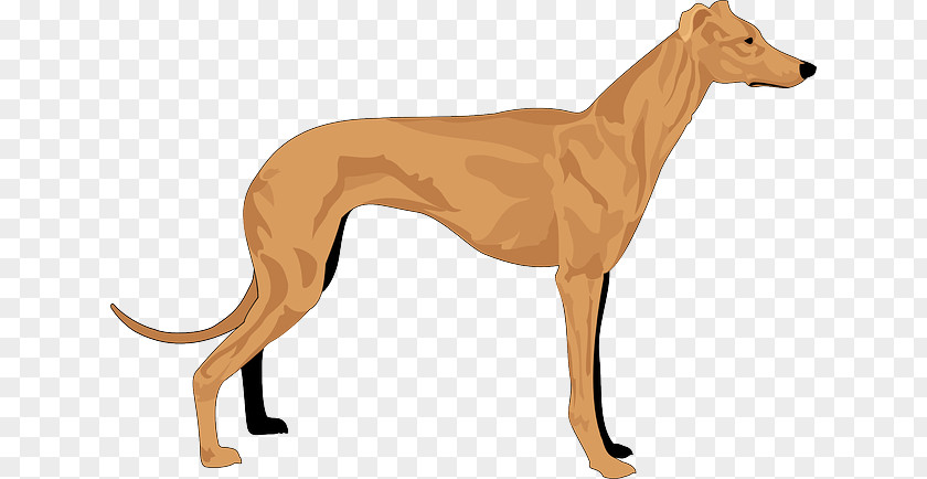 Greyhound Basset Hound Whippet Coat PNG