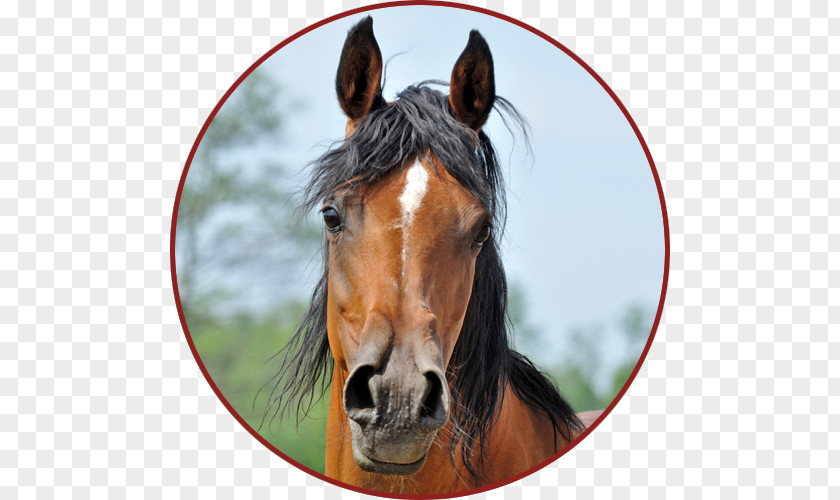 Mustang Stallion Pony Veterinarian Rein PNG