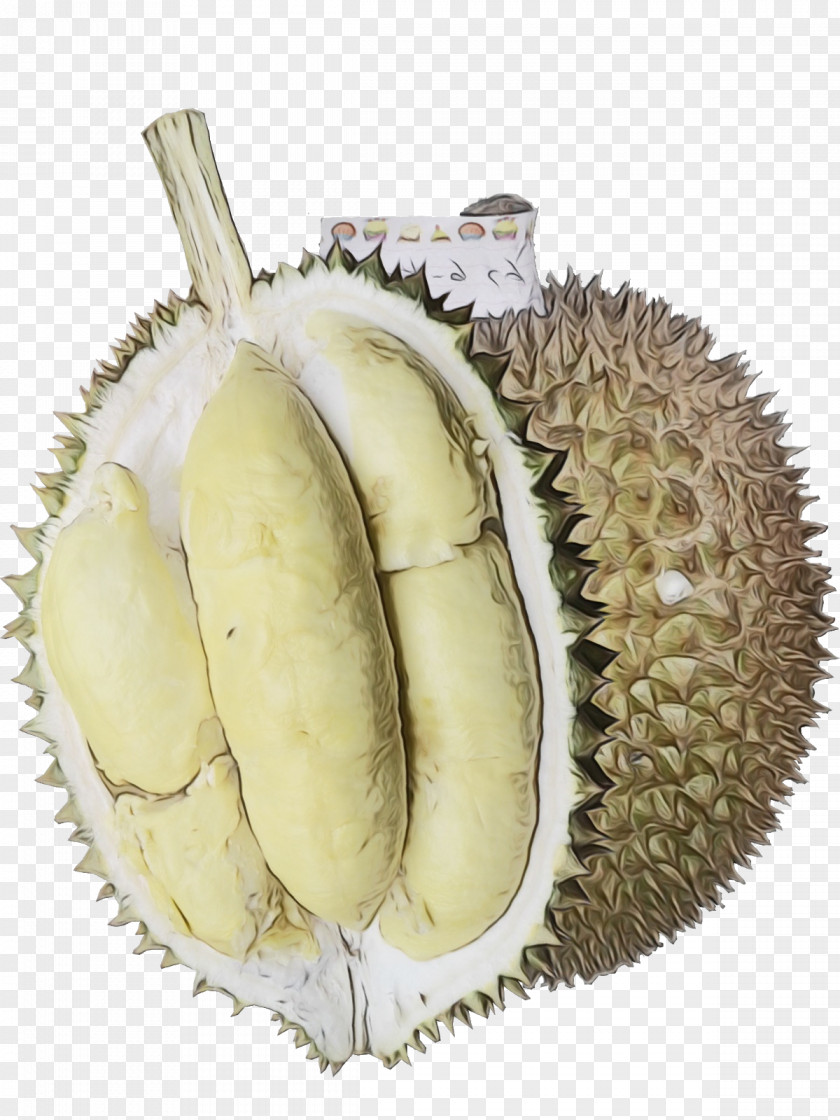 Soapberry Family Artocarpus Odoratissimus Durian Fruit PNG