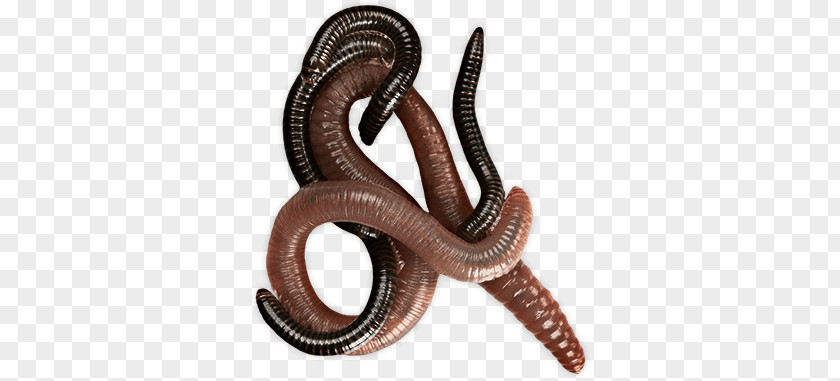 Worms PNG clipart PNG