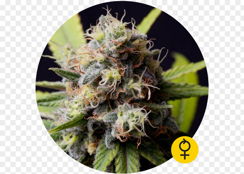 Cannabis The Bulldog Seed Bank Autoflowering PNG