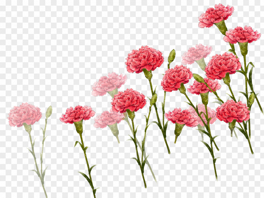 Carnation Flower Image Mother's Day Vector Graphics Portable Network PNG