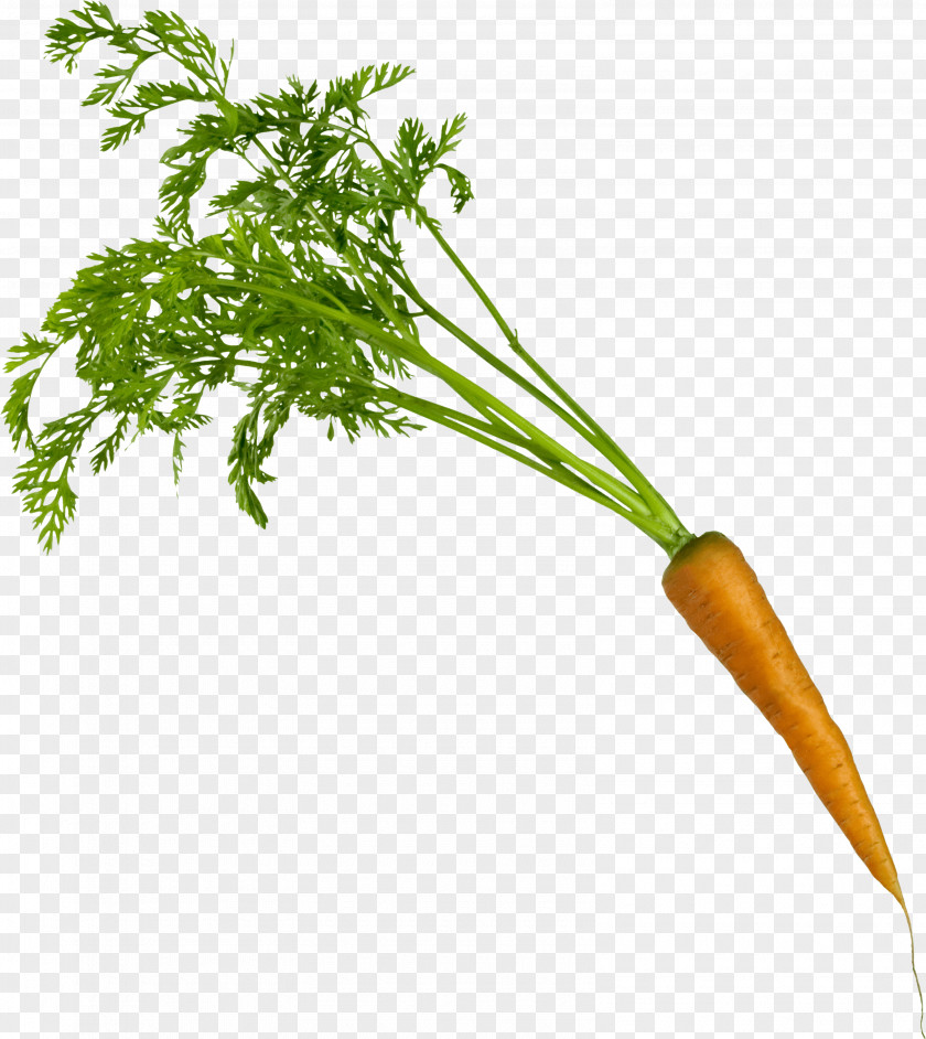 Carrot Image Vegetable PNG