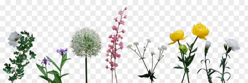 Flower Floral Design Earth PNG