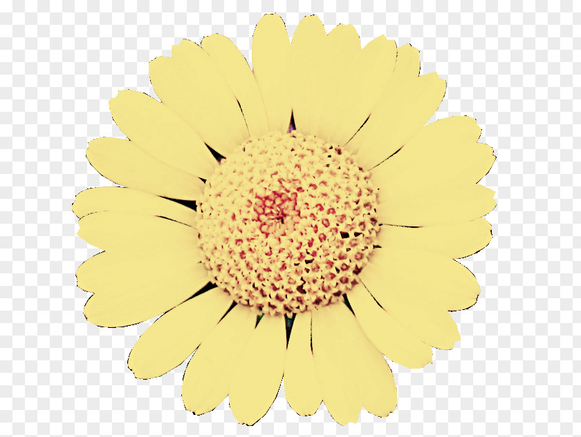 Flower Gerbera Yellow Barberton Daisy Cut Flowers PNG