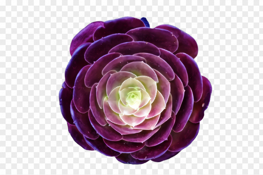 Rose Family Persian Buttercup PNG